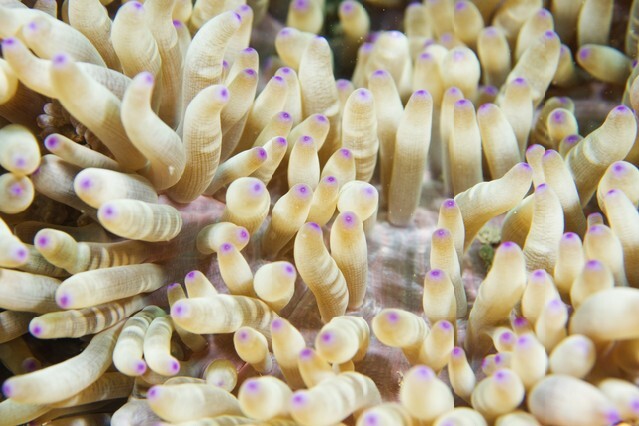 Anemone