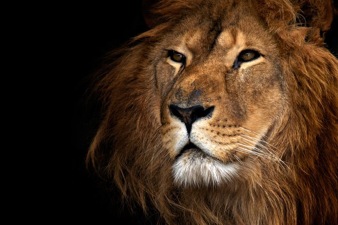 lion